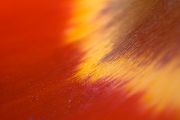 Tulpe