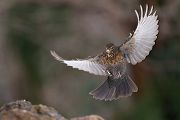 Amsel - Turdus merula Schwarzdrosseln Schwarzdrossel Sachsen Grimma Muldental Singvoegel Voegel Vogel streitende Amseln Maennchen Weibchen Jungvogel Drossel Drosseln Echte Drosseln Sperlingsvoegel 