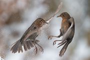 Amsel - Turdus merula Schwarzdrosseln Schwarzdrossel Sachsen Grimma Muldental Singvoegel Voegel Vogel streitende Amseln Maennchen Weibchen Jungvogel Drossel Drosseln Echte Drosseln Sperlingsvoegel Kernbeißer