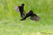 Amsel - Turdus merula Schwarzdrosseln Schwarzdrossel Sachsen Grimma Muldental Singvoegel Voegel Vogel streitende Amseln Maennchen Weibchen Jungvogel Drossel Drosseln Echte Drosseln Sperlingsvoegel Kernbeißer
