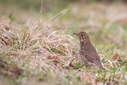 Singdrossel - Turdus philomelos, Drossel, Drosseln, Echte Drosseln, Grimma, Muldental, Vogel, Voegel, Singvoegel, Singvogel, Turdus, Turdidae, Sperlingsvoegel