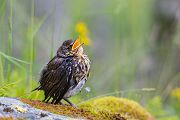 Wacholderdrossel - Turdus pilaris Drossel Drosseln Echte Drosseln, Singvoegel, Vogel, Norwegen, juvenil