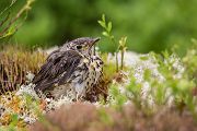 Wacholderdrossel - Turdus pilaris Drossel Drosseln Echte Drosseln, Singvoegel, Vogel, Norwegen, juvenil