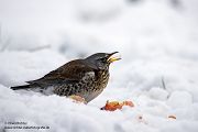 Wacholderdrossel - Turdus pilaris Drossel Drosseln Echte Drosseln, Singvoegel, Vogel, 