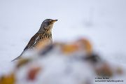 Wacholderdrossel - Turdus pilaris Drossel Drosseln Echte Drosseln, Singvoegel, Vogel, 