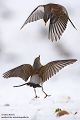 Wacholderdrossel - Turdus pilaris Drossel Drosseln Echte Drosseln, Singvoegel, Vogel, 