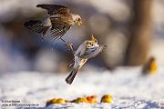Wacholderdrossel - Turdus pilaris Drossel Drosseln Echte Drosseln, Singvoegel, Vogel, 