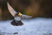 Wacholderdrossel - Turdus pilaris Drossel Drosseln Echte Drosseln, Singvoegel, Vogel, 