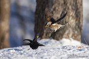 Wacholderdrossel - Turdus pilaris Drossel Drosseln Echte Drosseln, Singvoegel, Vogel, 