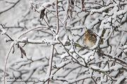Wacholderdrossel - Turdus pilaris Drossel Drosseln Echte Drosseln, Singvoegel, Vogel, 