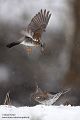 Wacholderdrossel - Turdus pilaris Drossel Drosseln Echte Drosseln, Singvoegel, Vogel, 