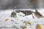Wacholderdrossel - Turdus pilaris Drossel Drosseln Echte Drosseln, Singvoegel, Vogel, 