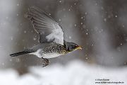 Wacholderdrossel - Turdus pilaris Drossel Drosseln Echte Drosseln, Singvoegel, Vogel, 