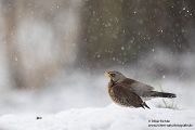 Wacholderdrossel - Turdus pilaris Drossel Drosseln Echte Drosseln, Singvoegel, Vogel, 