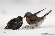 Wacholderdrossel und Star - Turdus pilaris Drossel Drosseln Echte Drosseln, Singvoegel, Vogel, 