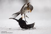 Wacholderdrossel und Amsel - Turdus pilaris Drossel Drosseln Echte Drosseln, Singvoegel, Vogel, 