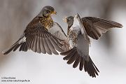 Wacholderdrosseln - Turdus pilaris Drossel Drosseln Echte Drosseln, Singvoegel, Vogel, 