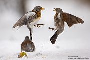 Wacholderdrosseln - Turdus pilaris Drossel Drosseln Echte Drosseln, Singvoegel, Vogel, 