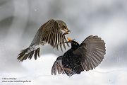 Wacholderdrosseln - Turdus pilaris Drossel Drosseln Echte Drosseln, Singvoegel, Vogel, 