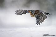 Wacholderdrosseln - Turdus pilaris Drossel Drosseln Echte Drosseln, Singvoegel, Vogel, 