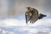 Wacholderdrosseln - Turdus pilaris Drossel Drosseln Echte Drosseln, Singvoegel, Vogel, 