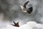 Wacholderdrosseln - Turdus pilaris Drossel Drosseln Echte Drosseln, Singvoegel, Vogel, 