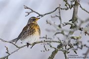 Wacholderdrosseln - Turdus pilaris Drossel Drosseln Echte Drosseln, Singvoegel, Vogel, 