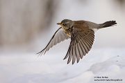 Wacholderdrosseln - Turdus pilaris Drossel Drosseln Echte Drosseln, Singvoegel, Vogel, 