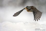 Wacholderdrosseln - Turdus pilaris Drossel Drosseln Echte Drosseln, Singvoegel, Vogel, 