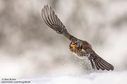 Wacholderdrosseln - Turdus pilaris Drossel Drosseln Echte Drosseln, Singvoegel, Vogel, 