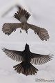 Wacholderdrossel und Amsel - Turdus pilaris Drossel Drosseln Echte Drosseln, Singvoegel, Vogel, 