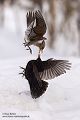 Wacholderdrossel und Amsel - Turdus pilaris Drossel Drosseln Echte Drosseln, Singvoegel, Vogel, 