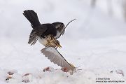 Wacholderdrossel und Amsel - Turdus pilaris Drossel Drosseln Echte Drosseln, Singvoegel, Vogel, 