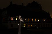 Schleiereule - Tyto alba, Eule, Eulen, Griumma, Muldental, Schleiereule im Muldental, Eulen in Grimma, Barn owl,  Strigiformes, Vögel, Muldental, Scheune 