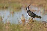 Kiebitz - Vanellus vanellus Regenpfeifer Regenpfeiferartige Voegel Sachsen Kiebitze 