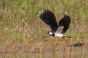 Kiebitz - Vanellus vanellus Regenpfeifer Regenpfeiferartige Voegel Sachsen Kiebitze 