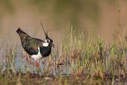 Kiebitz - Vanellus vanellus Regenpfeifer Regenpfeiferartige Voegel Sachsen Kiebitze 