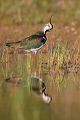 Kiebitz - Vanellus vanellus Regenpfeifer Regenpfeiferartige Voegel Sachsen Kiebitze 