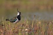 Kiebitz - Vanellus vanellus Regenpfeifer Regenpfeiferartige Voegel Sachsen Kiebitze 