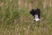 Kiebitz - Vanellus vanellus Regenpfeifer Regenpfeiferartige Voegel Sachsen Kiebitze 