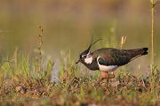 Kiebitz - Vanellus vanellus Regenpfeifer Regenpfeiferartige Voegel Sachsen Kiebitze 