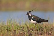 Kiebitz - Vanellus vanellus Regenpfeifer Regenpfeiferartige Voegel Sachsen Kiebitze 