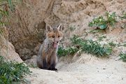 Rotfuchswelpe - Vulpes vulpes