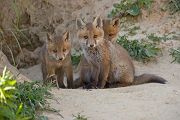 Rotfuchswelpen - Vulpes vulpes