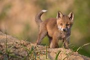 Rotfuchswelpe - Vulpes vulpes