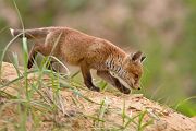 Rotfuchs - Vulpes vulpes