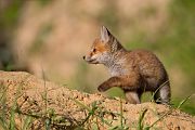 Rotfuchs - Vulpes vulpes - Sachsen - Saeugetiere - Fuchsbau - Fuchs