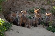 Rotfuchs - Vulpes vulpes Sachsen Saeugetiere 