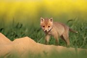 Junger Rotfuchs - Vulpes vulpes - Sachsen - Saeugetiere - Fuchsbau - Fuchs Welpe Welpen Grimma