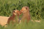 Junge Rotfuechse - Vulpes vulpes - Sachsen - Saeugetiere - Fuchsbau - Fuchs Welpe Welpen Grimma